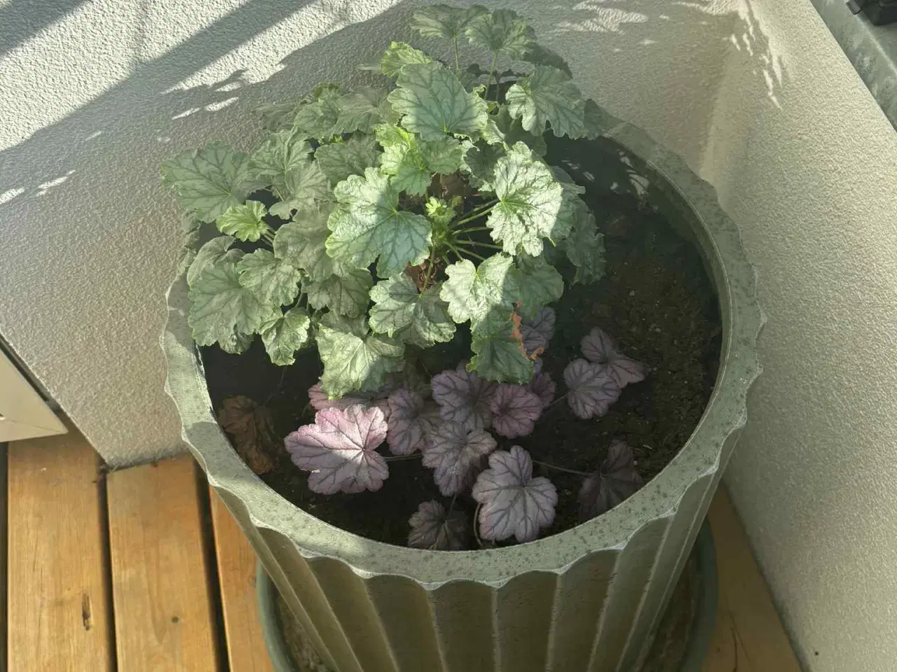 Billede 2 - Stor potte + plante