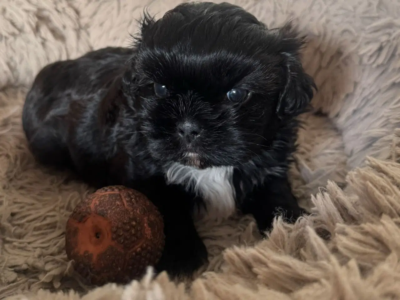 Billede 1 - Shih Tzu hvalp 🐶 