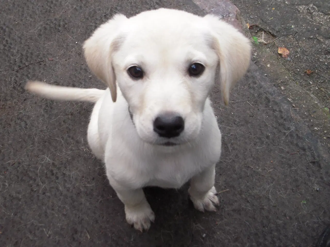 Billede 3 - Labrador retriever hun hvalp