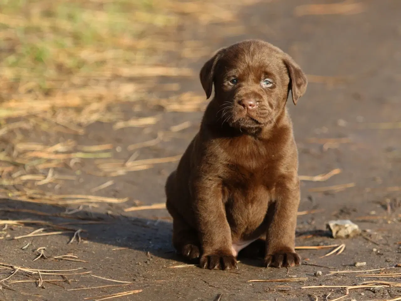 Billede 1 - Labrador hvalpe