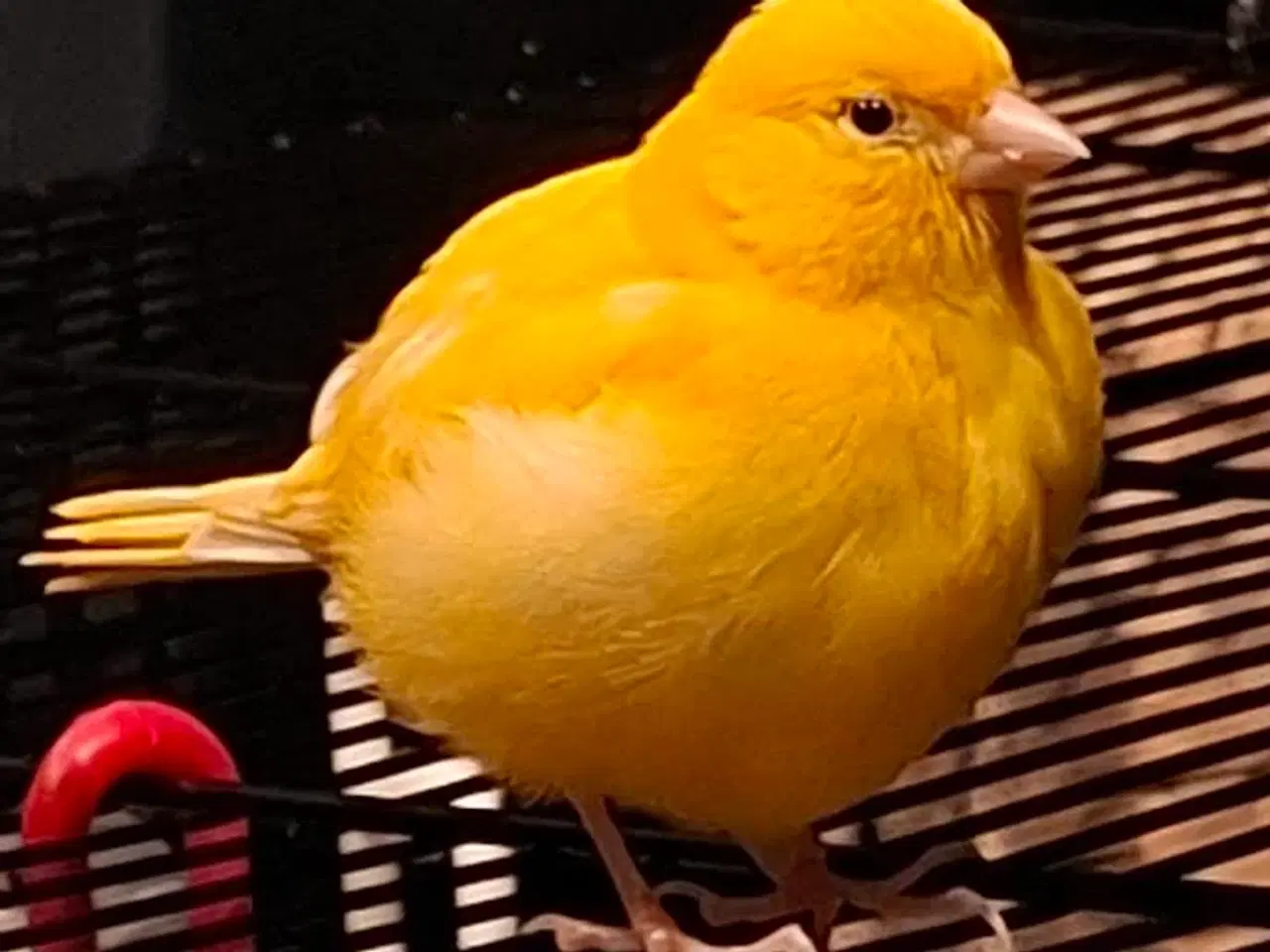 Billede 1 - Kanariefugl fra foråret