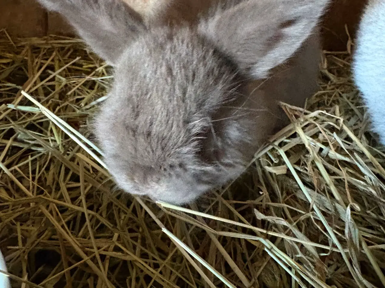 Billede 8 - Minilops piger