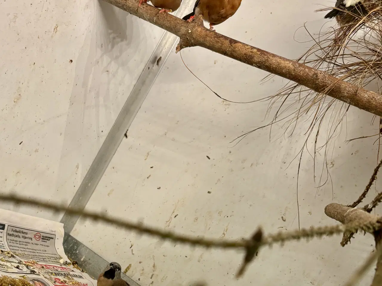 Billede 2 - Korthalet bæltefinke 