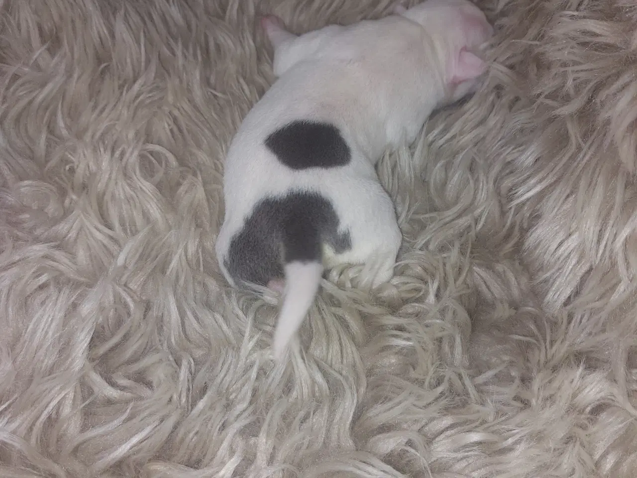 Billede 5 - American bully hvalpe 