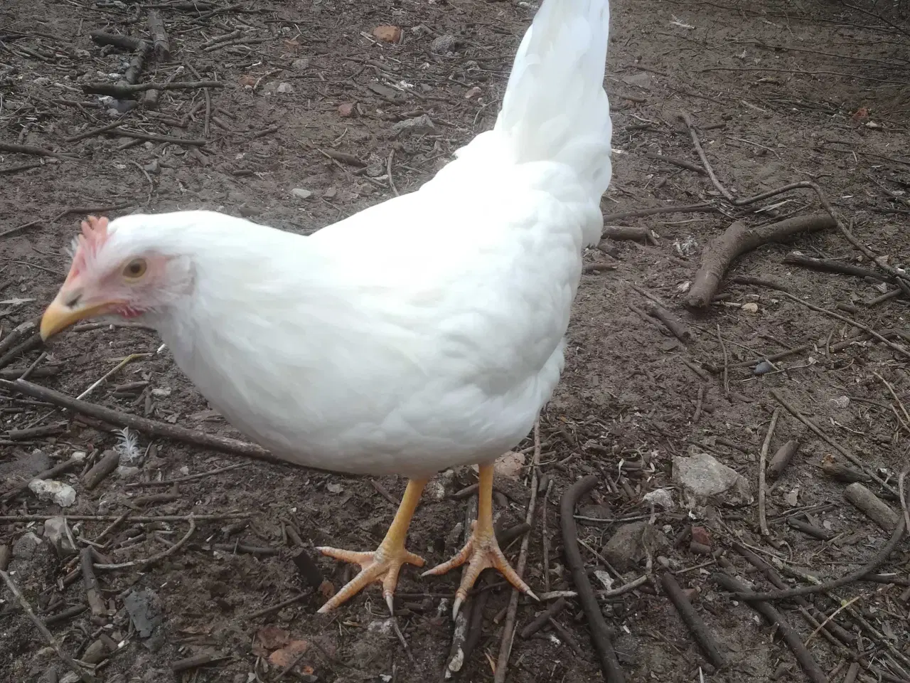 Billede 2 - Hvide Italiener Lohmann dekalp 