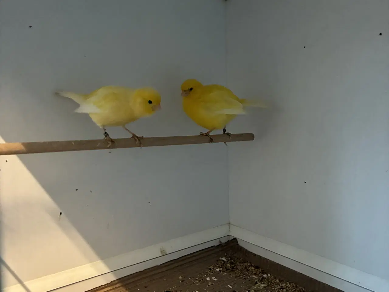 Billede 3 - Fiffe kanarier