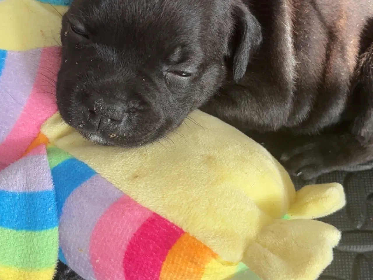 Billede 2 - Staffordshire Bullterrier