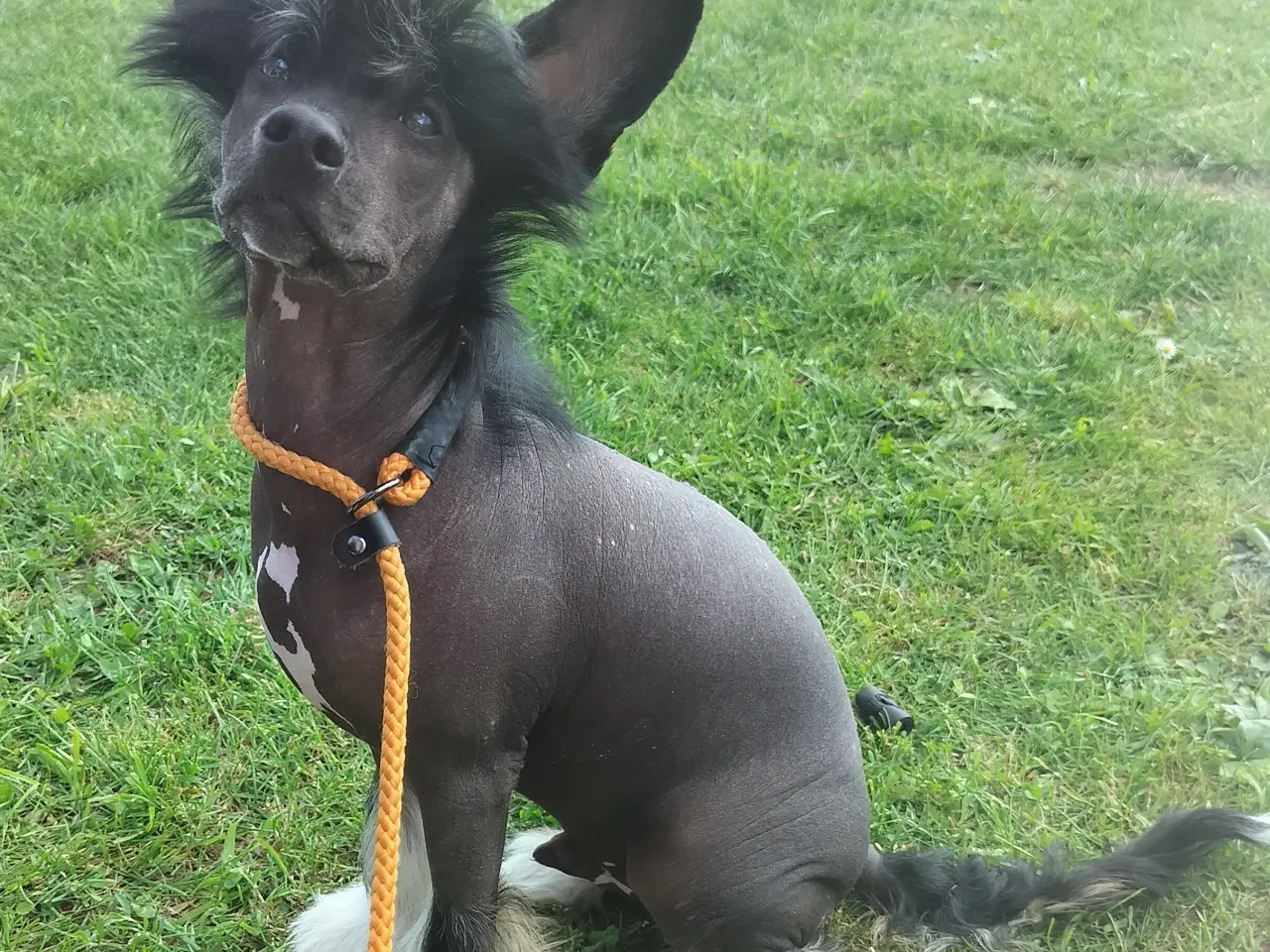 Billede 3 - Chinese crested hanhund med dkk stamtavle 