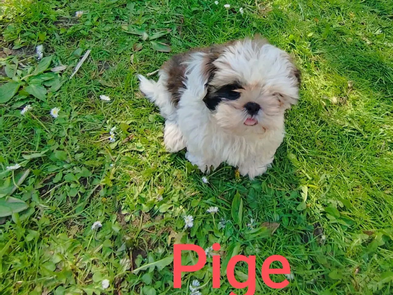 Billede 1 - Shih Tzu Hvalpe