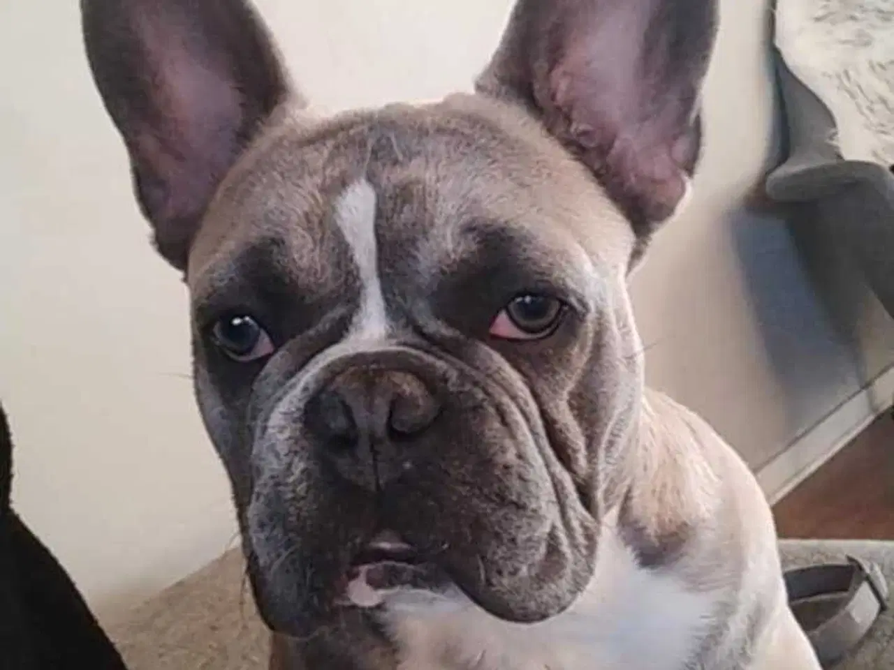 Billede 6 - Fransk bulldog 