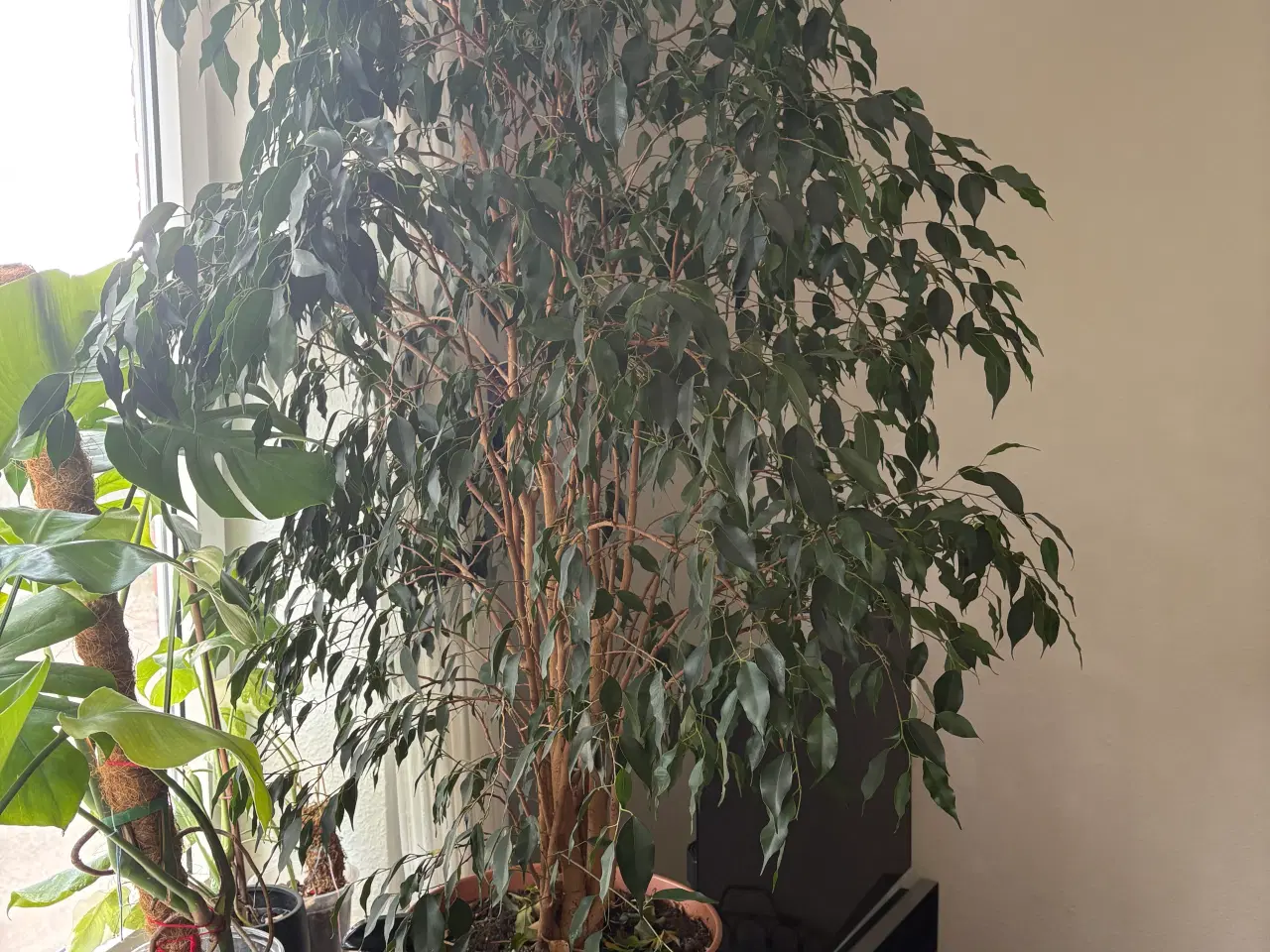 Billede 3 - Stuebirk - Ficus Benjamina