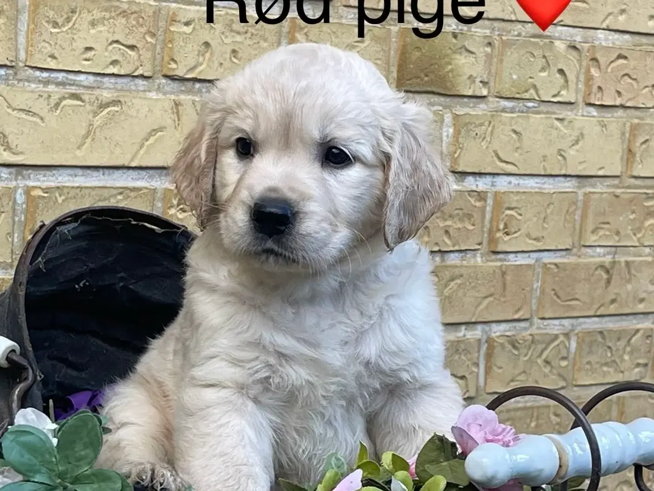 Billede 4 - Golden Retriever /labrador hvalpe