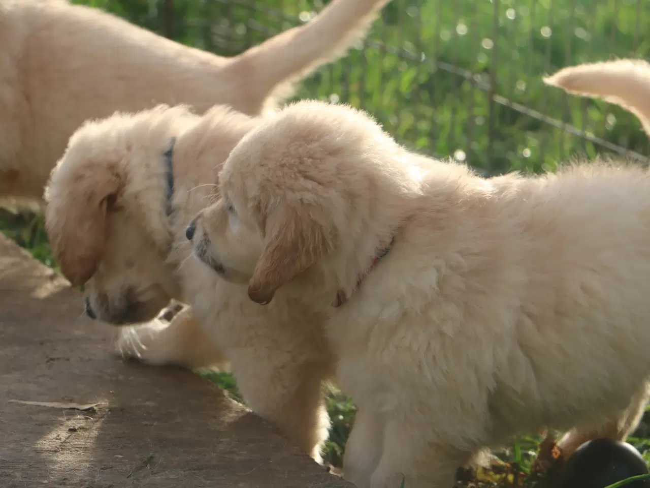 Billede 14 - Verdens smukkeste Golden Retriever er nu til salg!