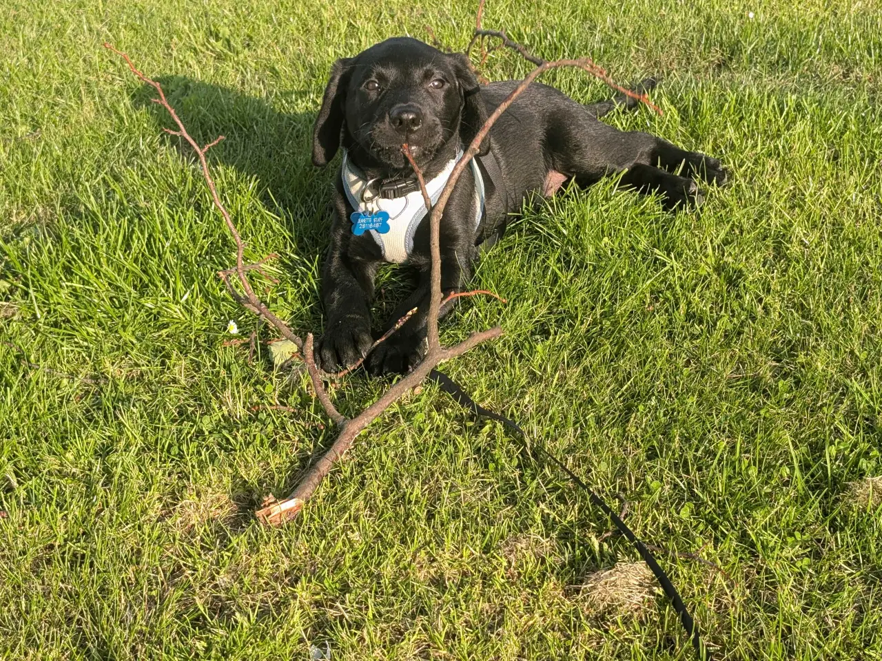 Billede 9 - Labrador retriever hvalp 