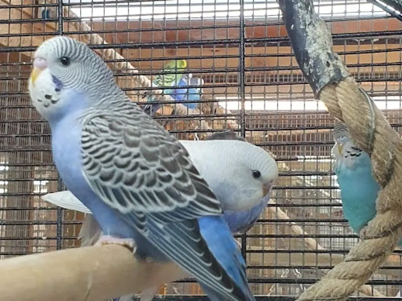 Billede 8 - Undulatunger 