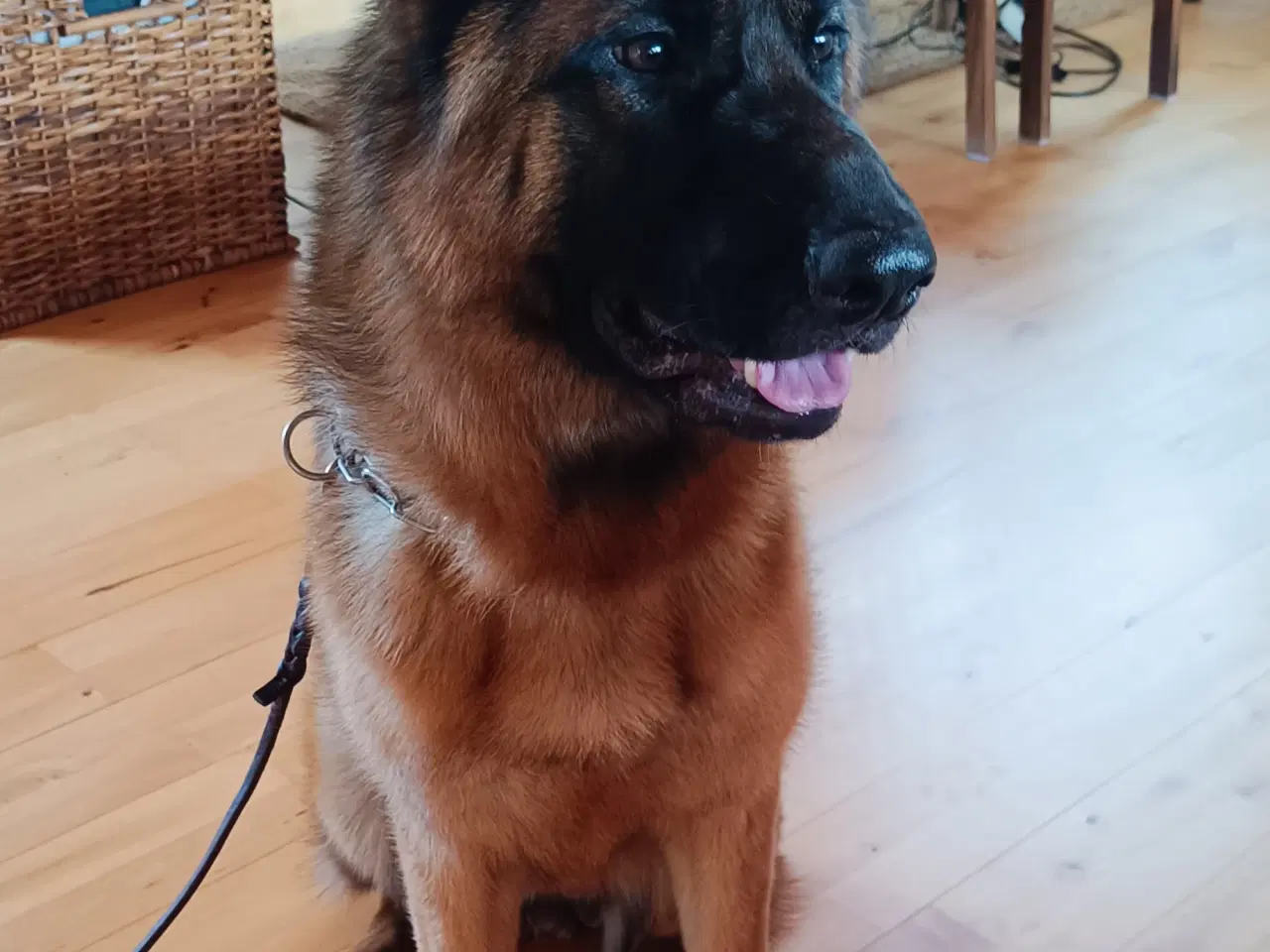 Billede 2 - Schæfer hund tæve