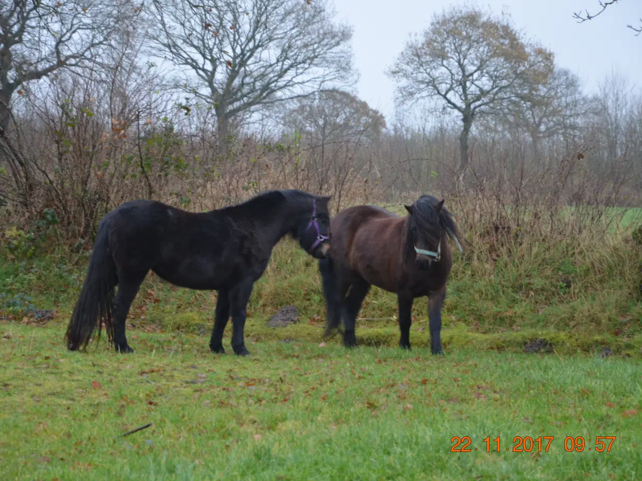 Billede 2 - Pony / selskabspony