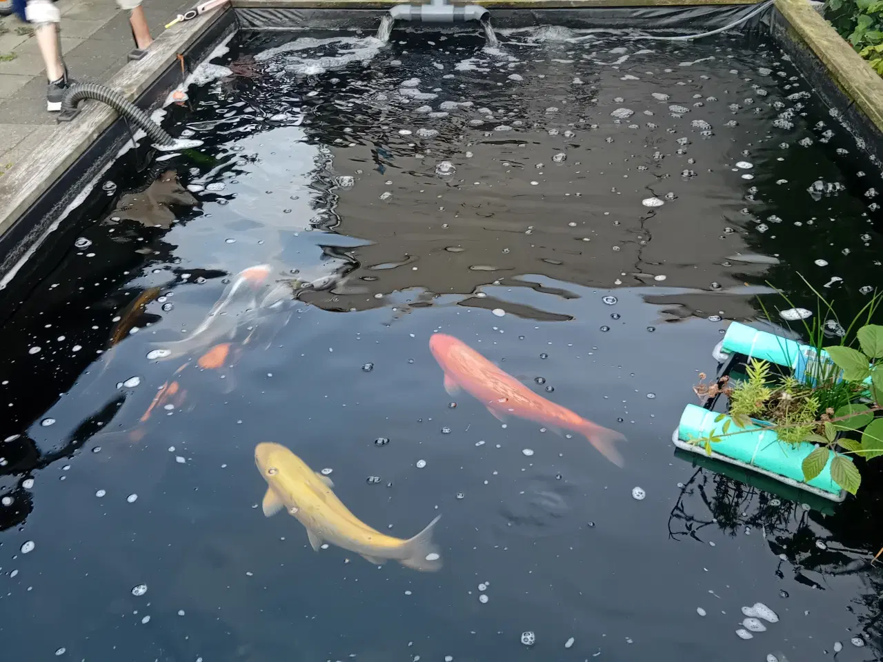Billede 3 - Havedam nedlægges fisk og udstyr sælges