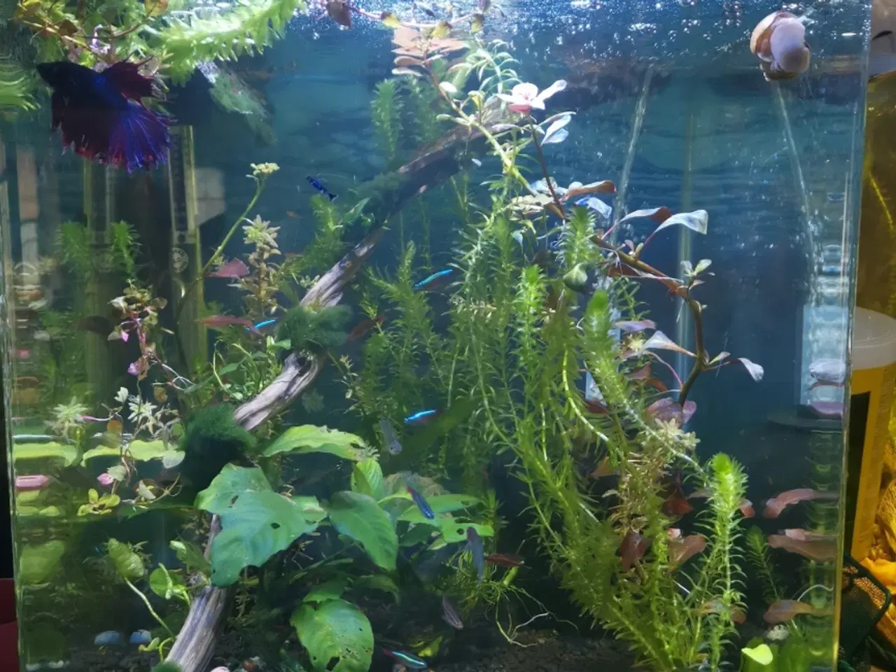 Billede 2 - Akvarium 60 Liter