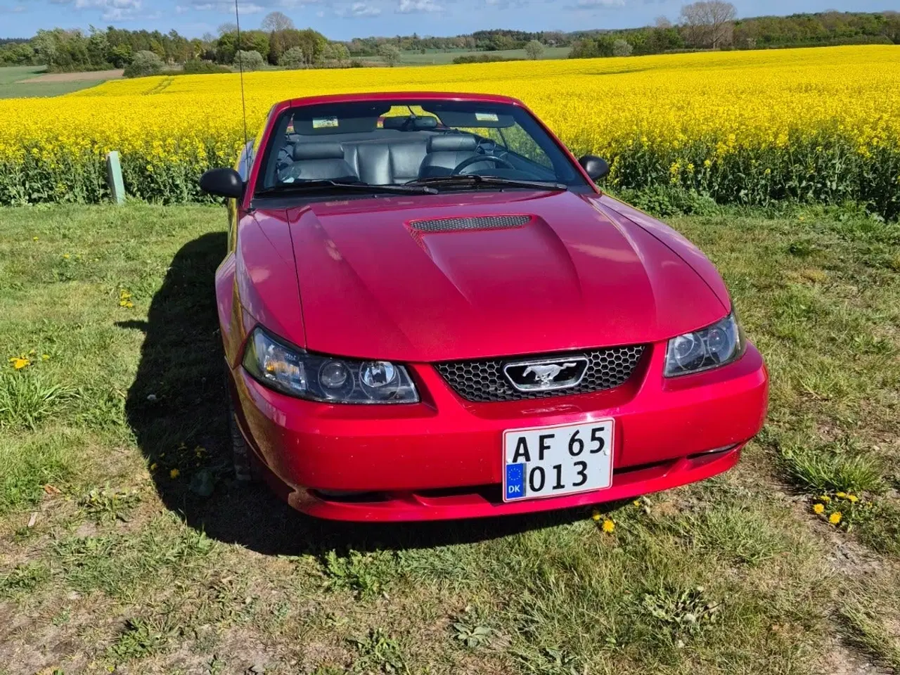 Billede 1 - Ford Mustang 4,6 Cobra SVT Cabriolet