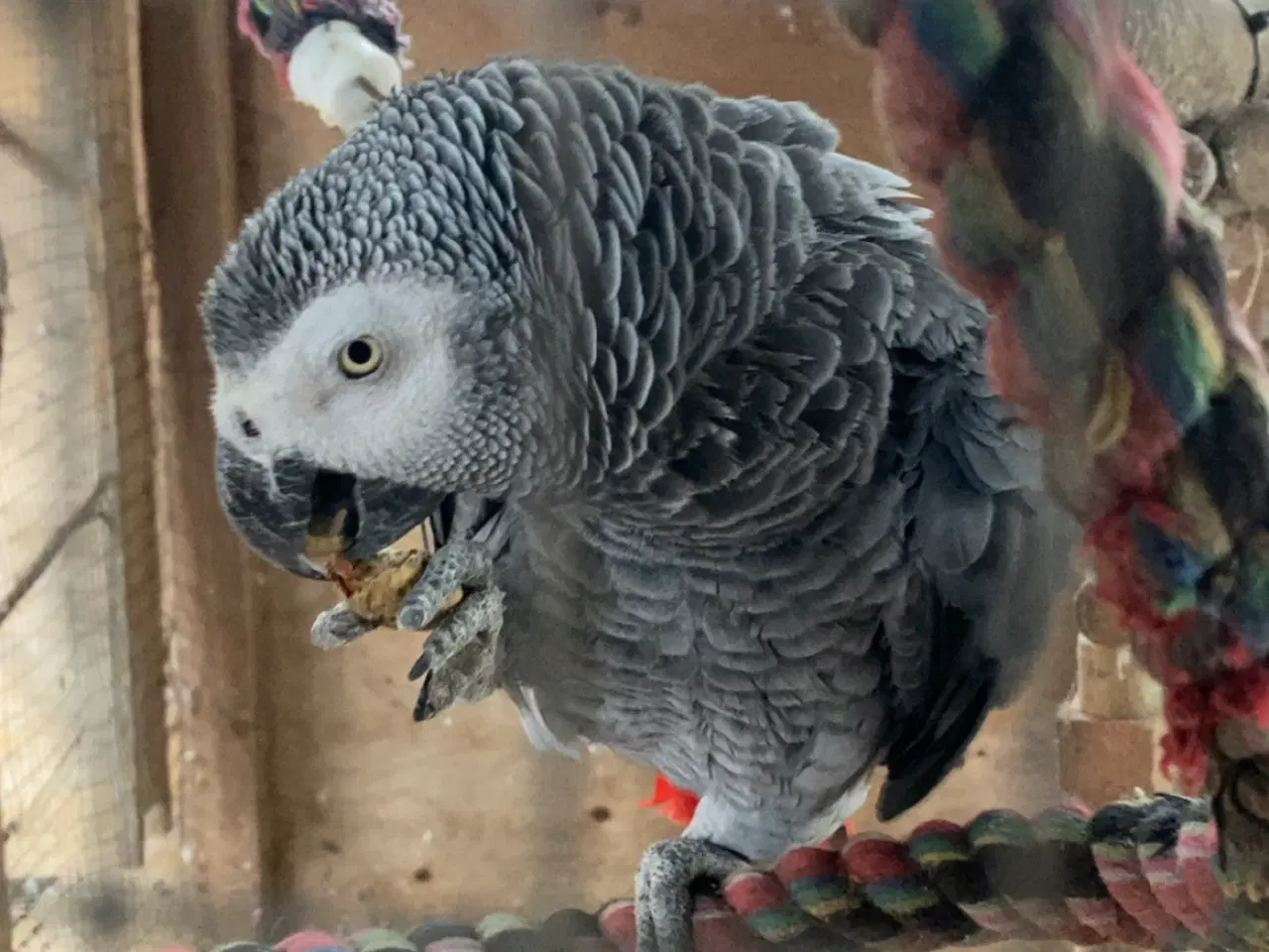 Billede 1 - Søges hun papegøje