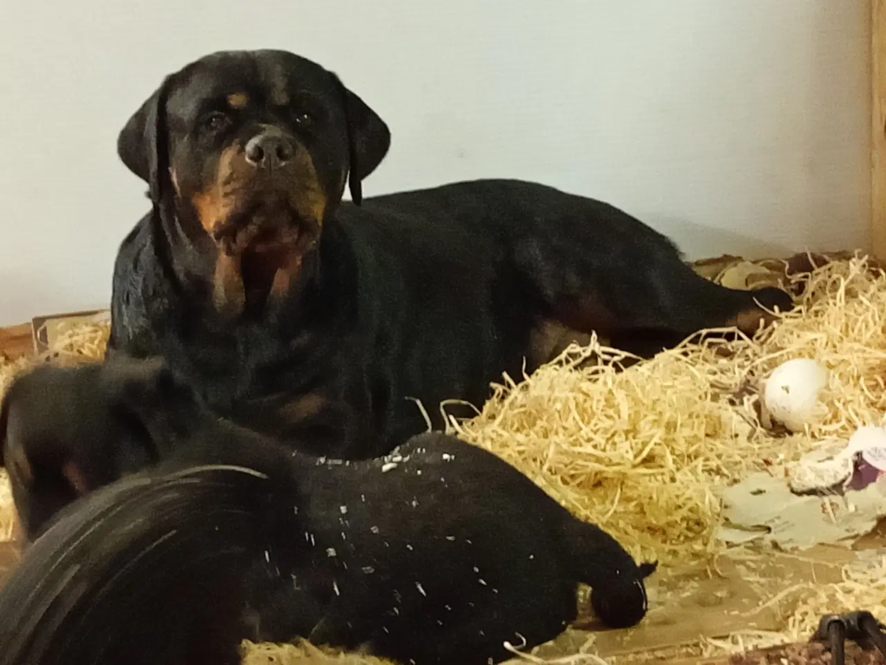 Billede 7 - Sjælden Cane Corso x rottweiler hybrid