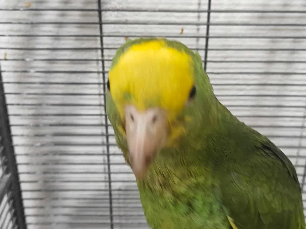 Billede 6 - Dobbelt gule hovedet Amazona