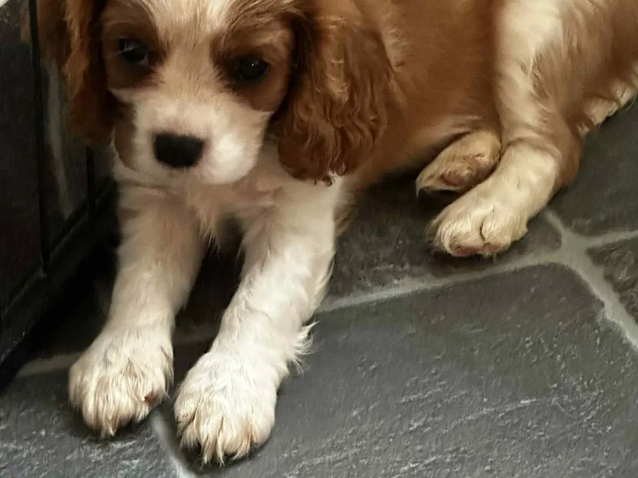Billede 5 - Cavalier king charles hvalpe