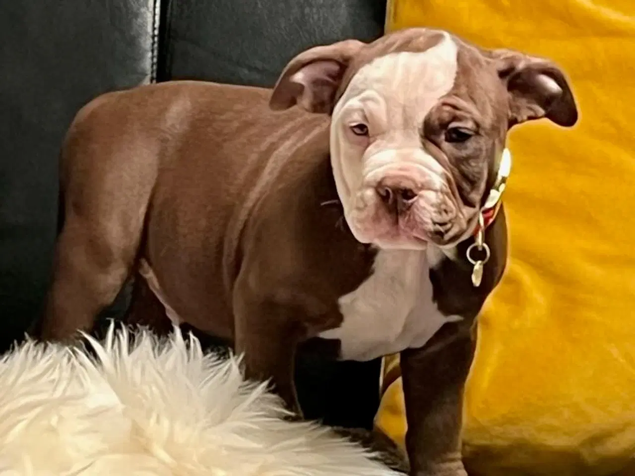 Billede 8 - Old english bulldog