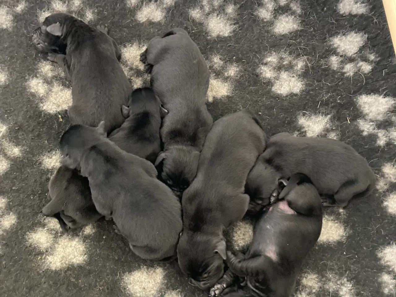 Billede 1 - Labrador 