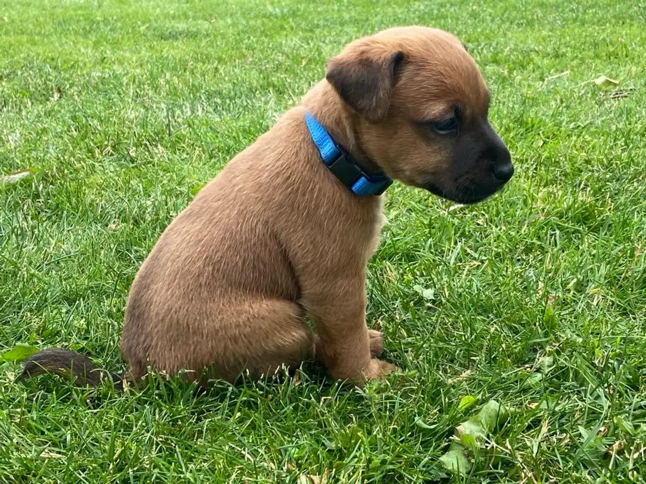 Billede 2 - Westfalen terrier kryds. 