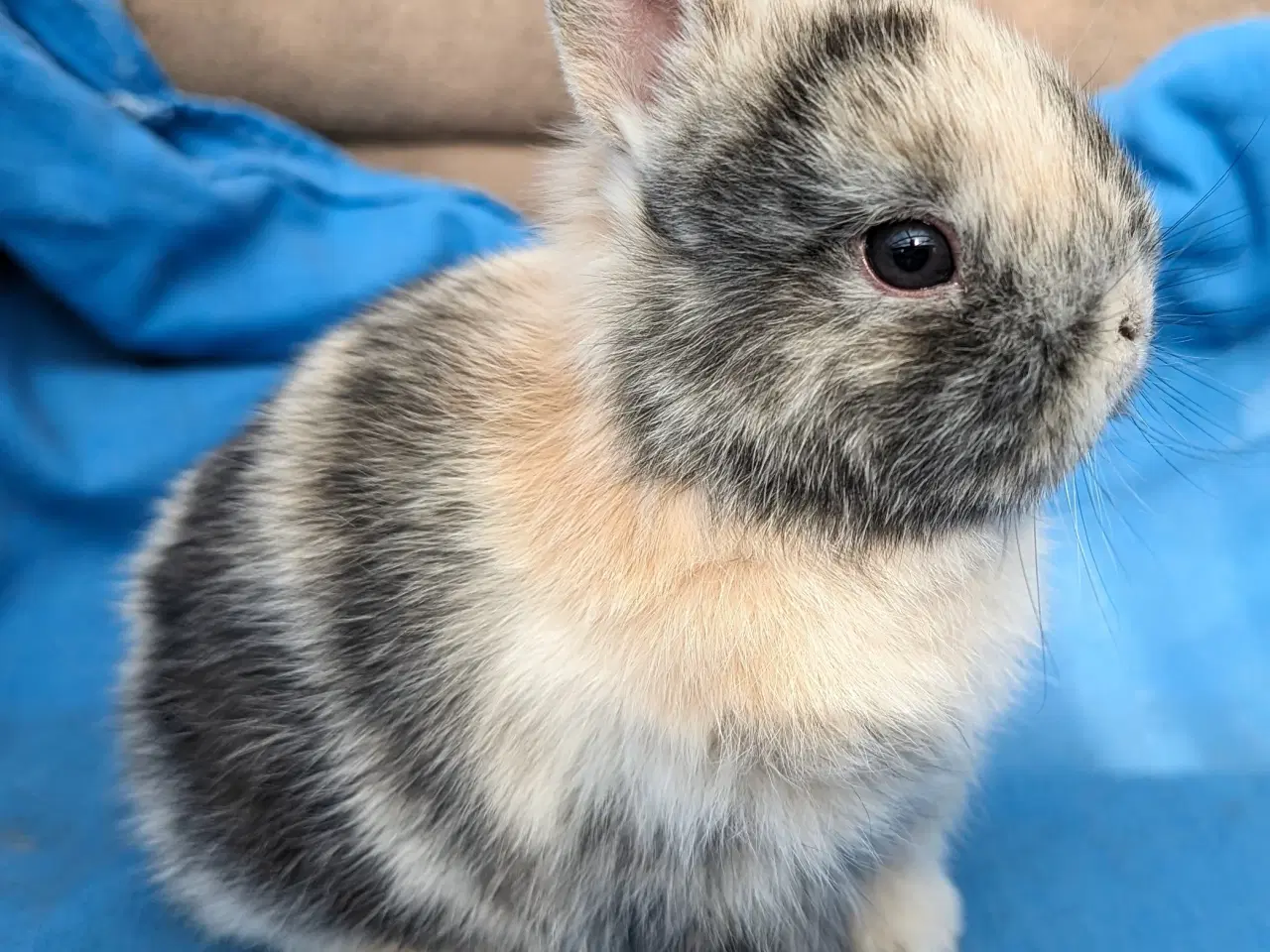 Billede 1 - Hermelin kaninunge sælges