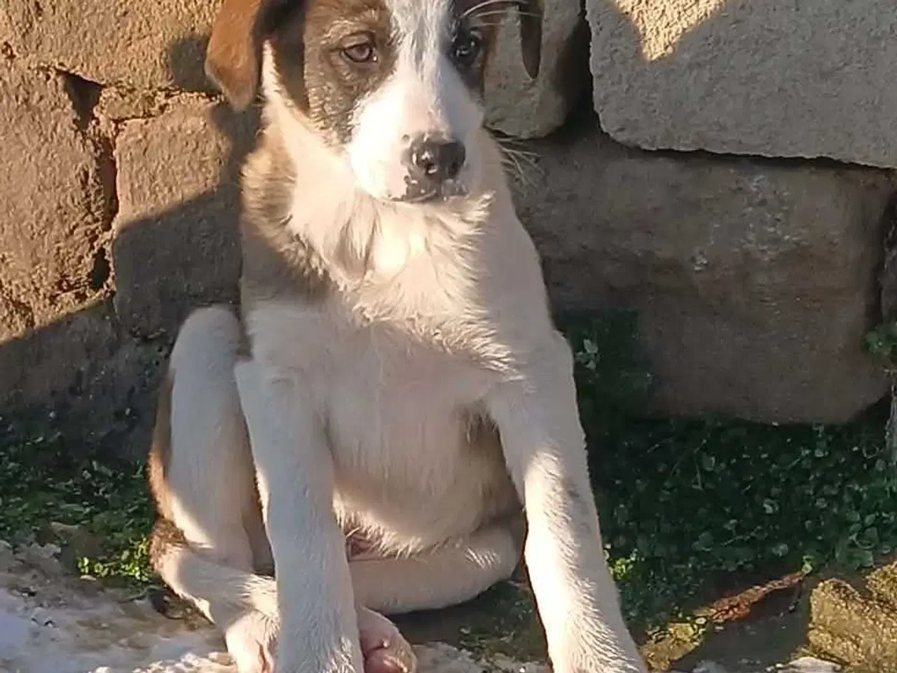 Billede 3 - Dax søger sin første familie