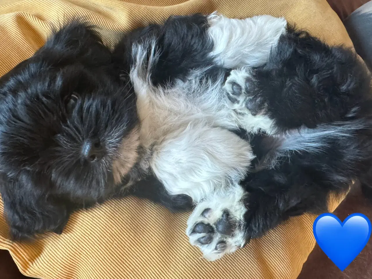 Billede 1 - Lhasa Apso hvalpe m/DKK