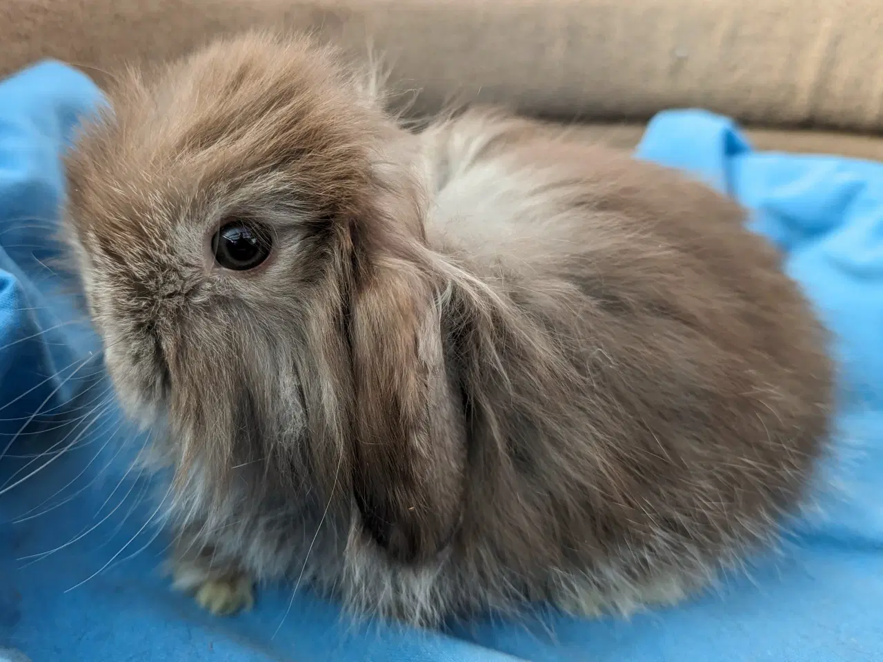 Billede 4 - Minilop kaninunge sælges 