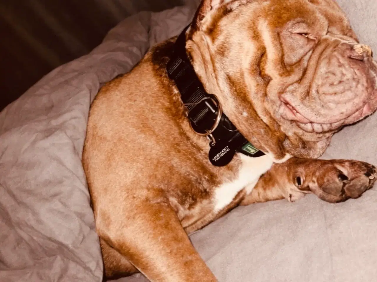 Billede 1 - AVL – American Pocket Bully hanhund med ABKC stamt