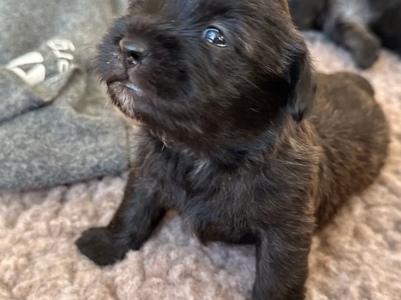 Billede 12 - 🐶 De skønneste familievenlige blandingshvalpe