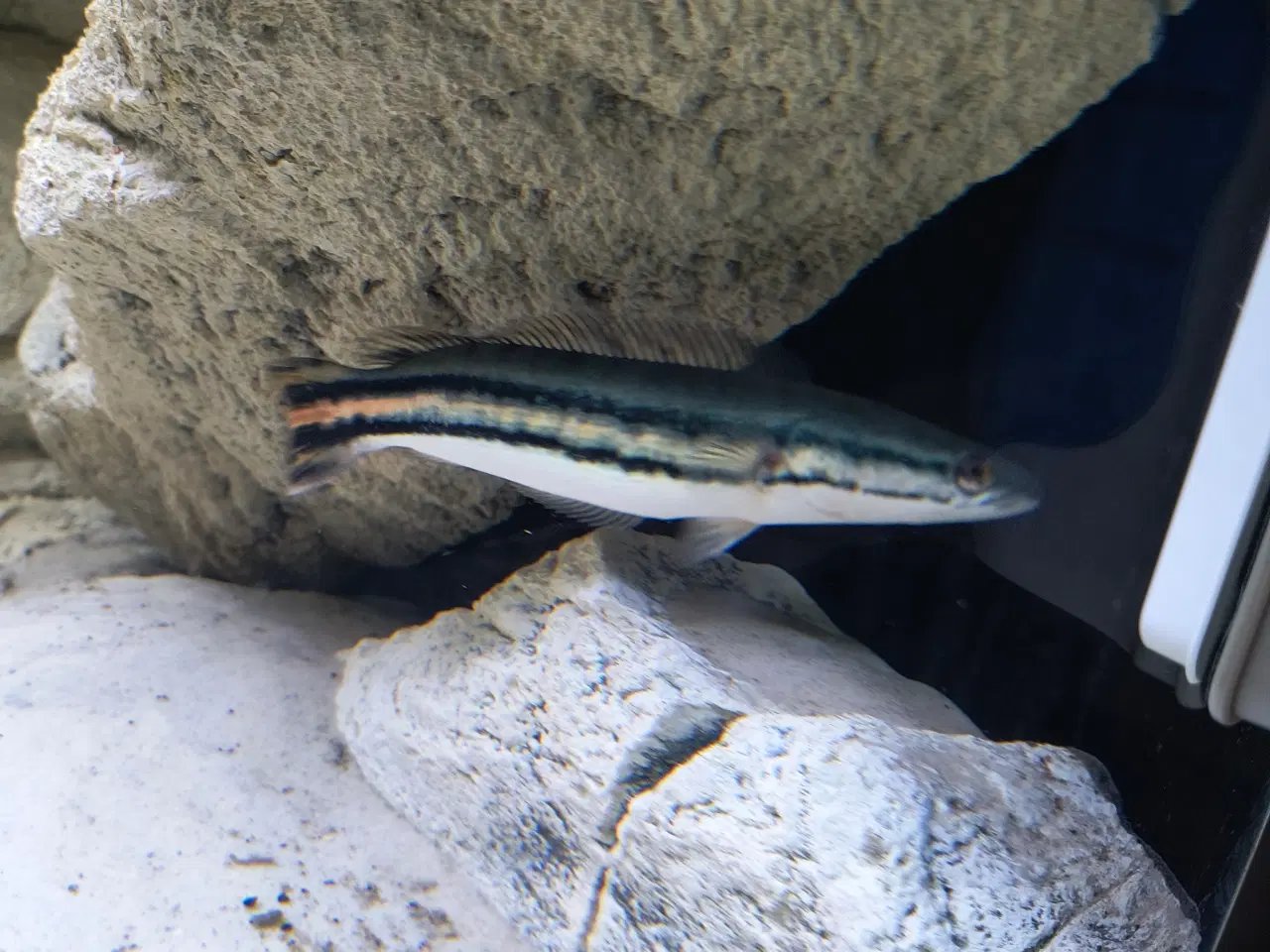 Billede 1 - Rød snakehead 