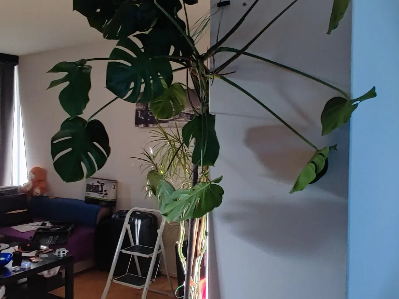 Billede 3 - Monstera XXL, Stueplante