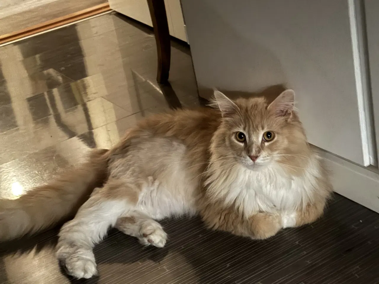 Billede 4 - Smuk norsk/blanding