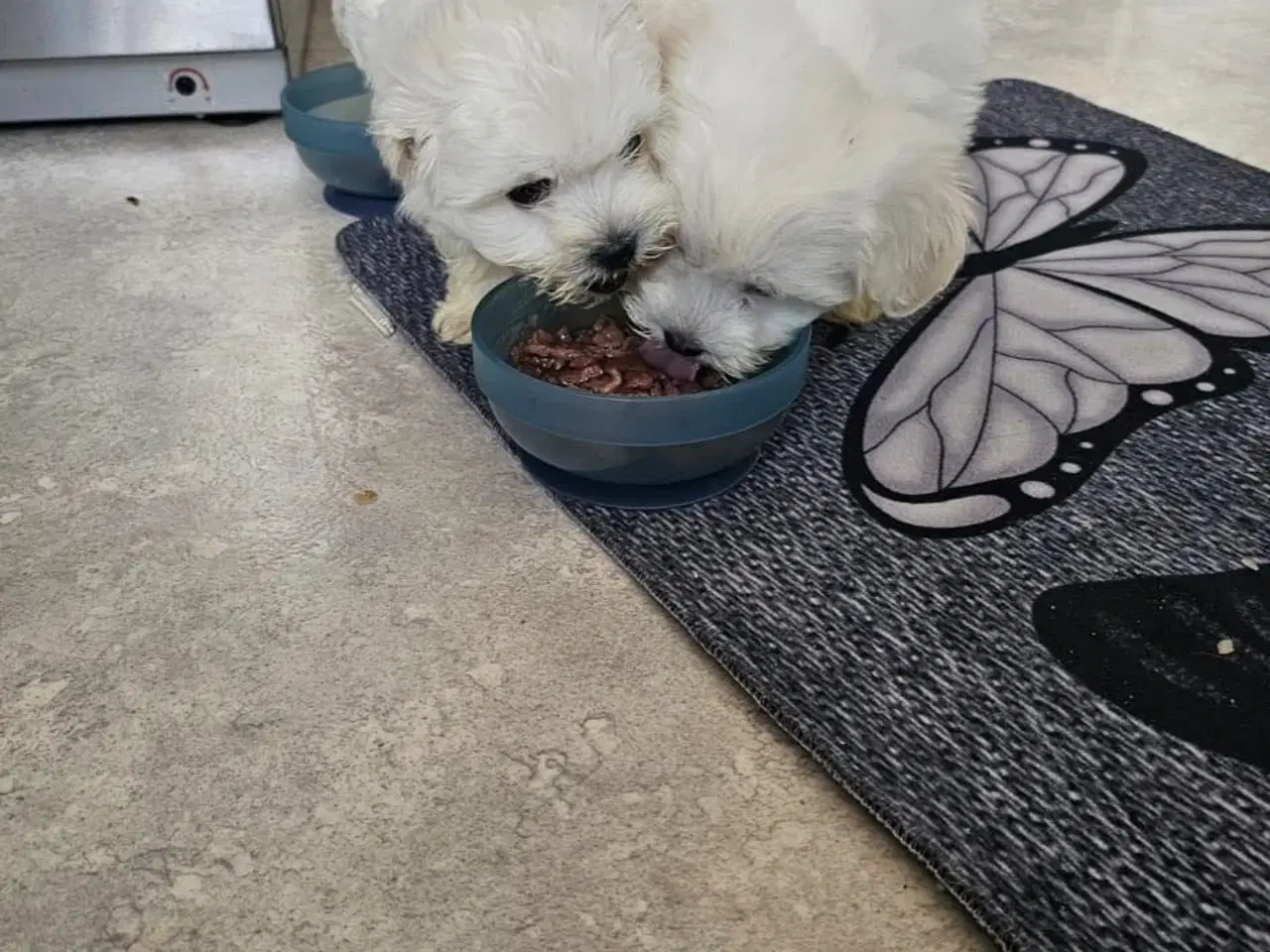 Billede 4 - Bichon hvalpe 