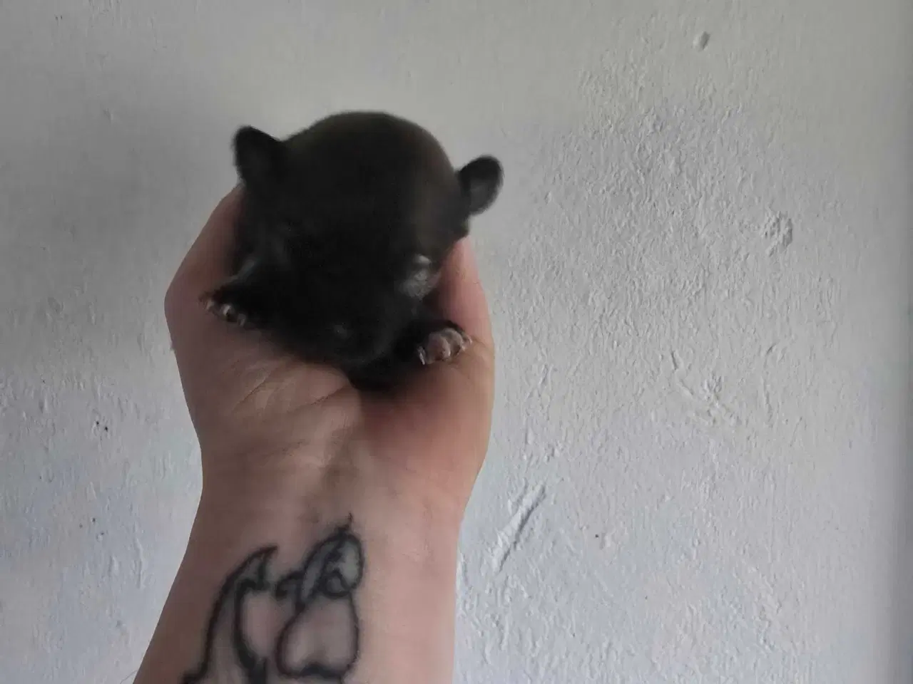 Billede 4 - 3 skønne piger