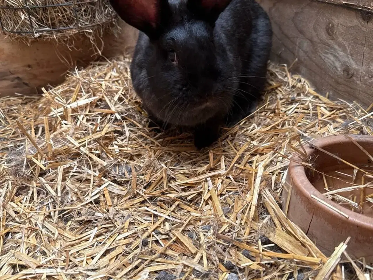 Billede 2 - Kaniner (belgiske/tyske kæmpe) til salg i 6818 