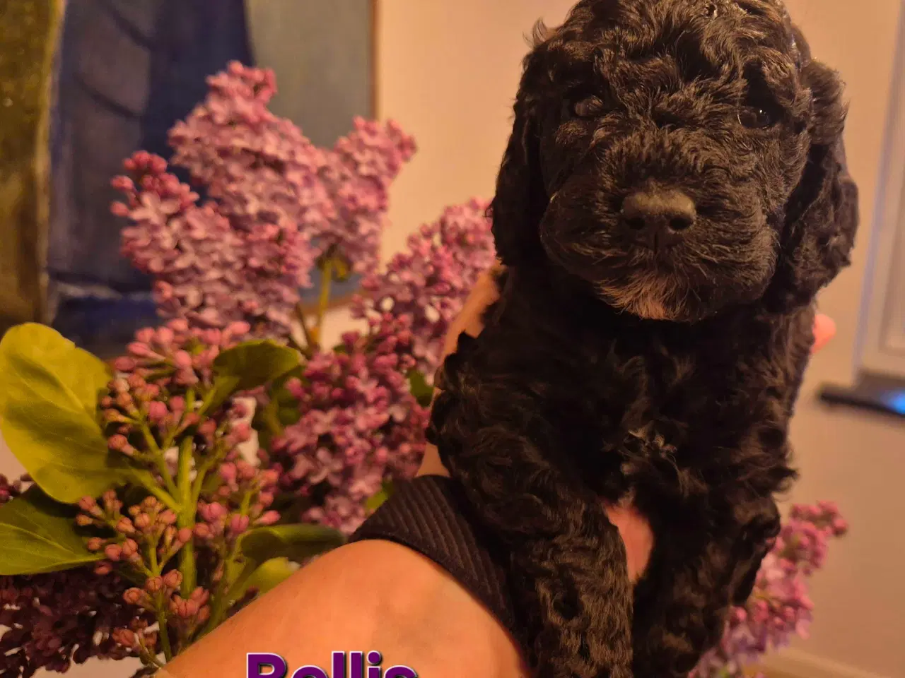 Billede 1 - Uimodstålige søde Mine cockapoo 