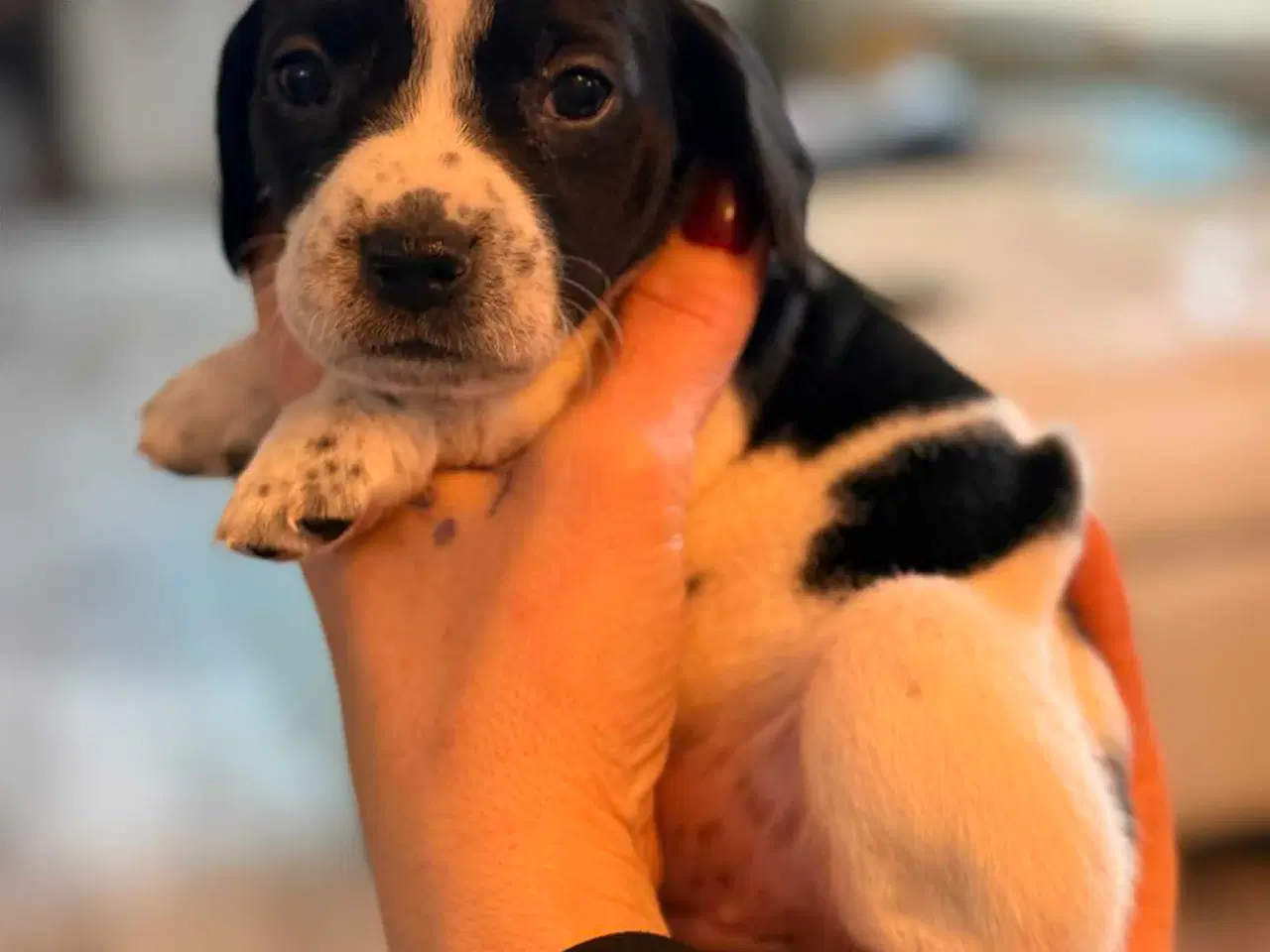 Billede 9 - 🐾 Lækre små vapser søger kærlige hjem 🐾