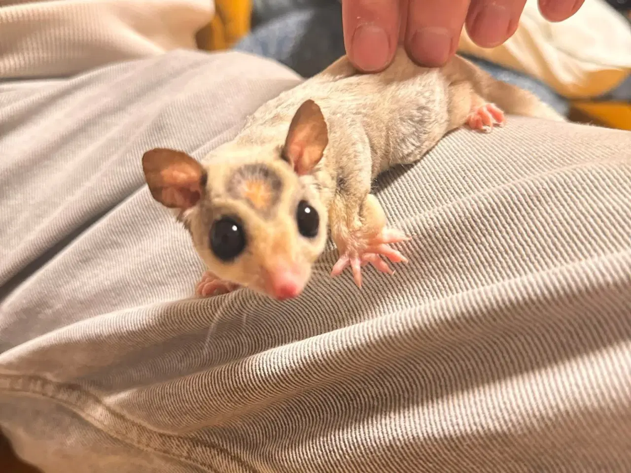 Billede 4 - sælger mine to meget søde og venlige sugerglider 