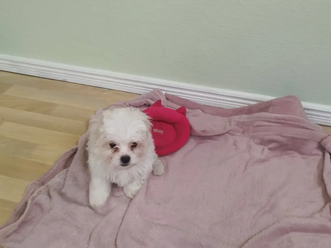 Billede 2 - Coton de Tulear/malteser prinser