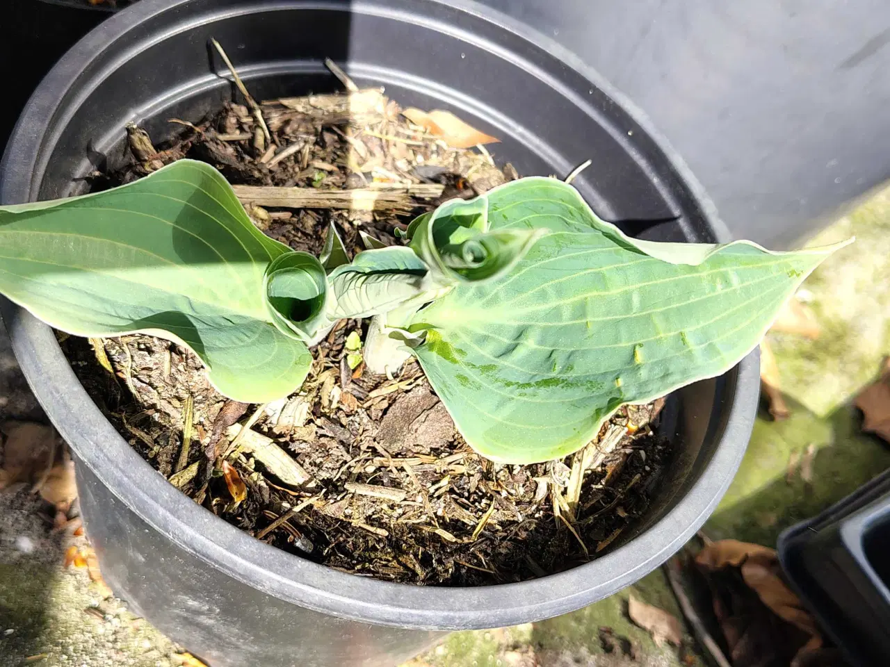 Billede 12 - Hosta i potte 
