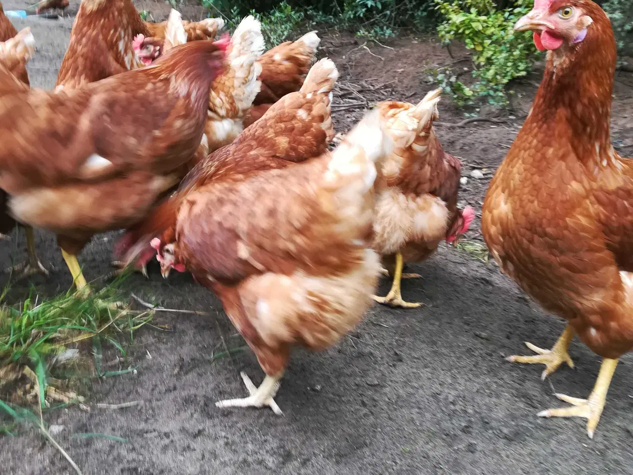 Billede 10 - God ægge lægger røde amerikaner