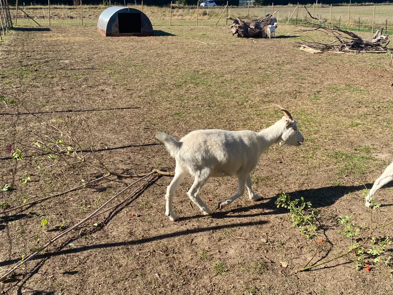 Billede 4 - Dansk landrace gimmer